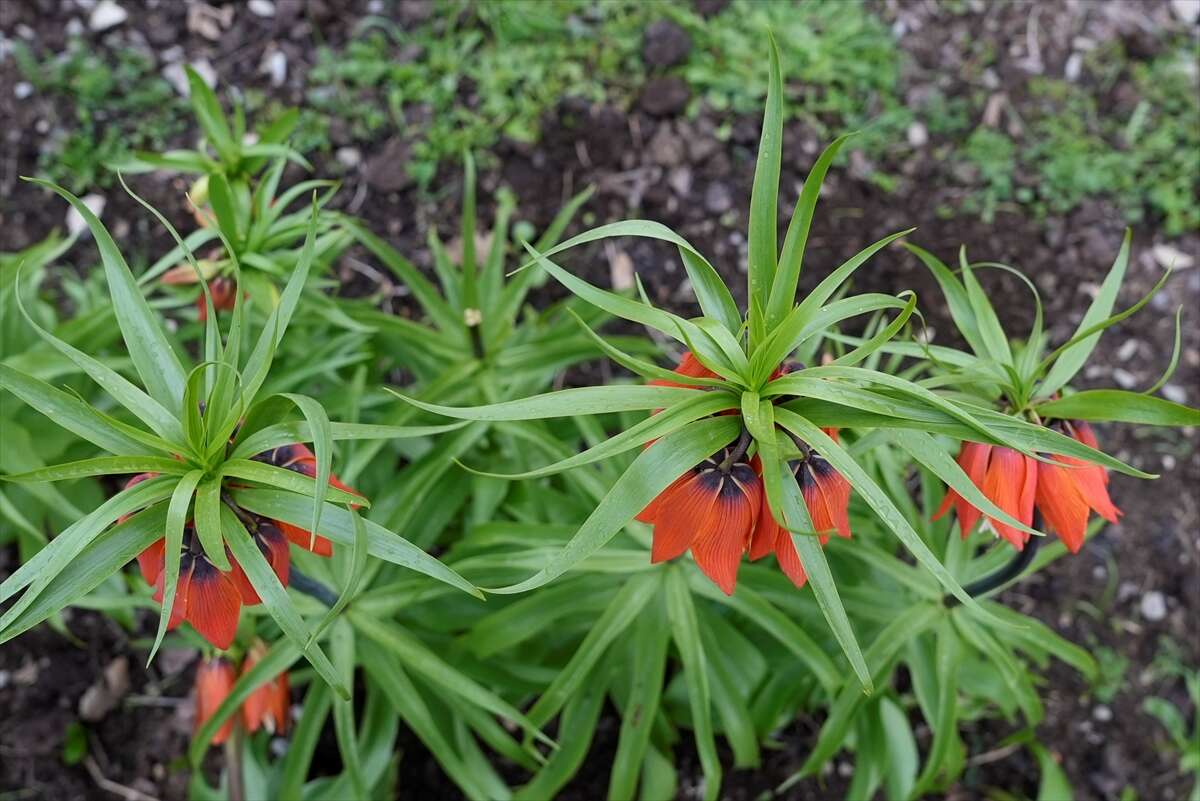 Ters laleler açtı, koparmanın cezası ise dudak uçuklattı 6
